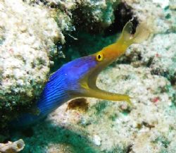 Blue Ribbon Eel at Mataking Island, Sabah by Alex Lim 